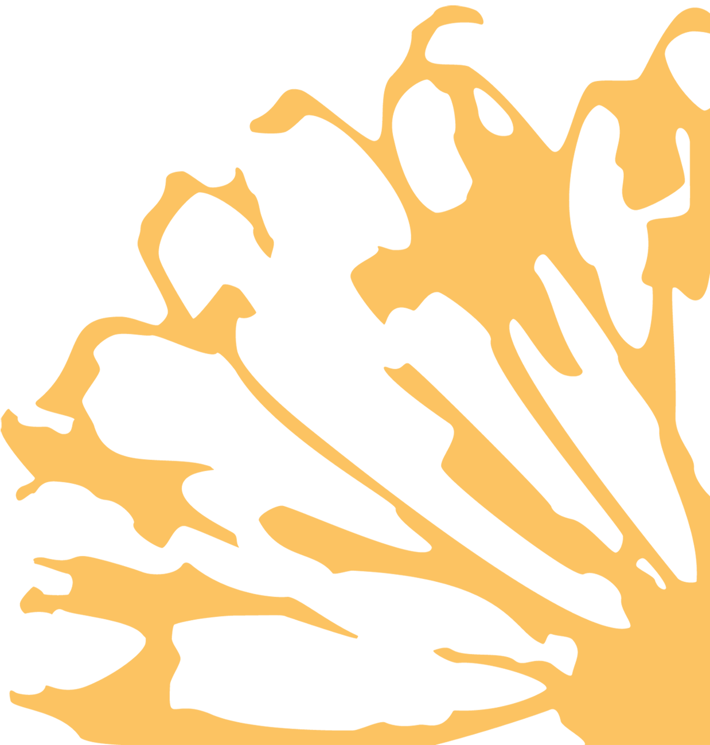 ringelblume rechts